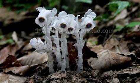 水晶兰为什么叫死亡之花，长相奇特属于腐生植物(冥界之花)