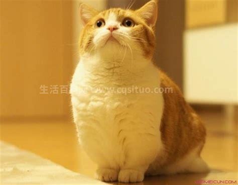 曼赤肯猫多少钱一只，每只价格在5000