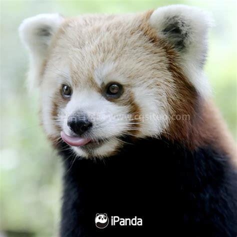 小熊猫可以当宠物吗，不能(饲养不合法)