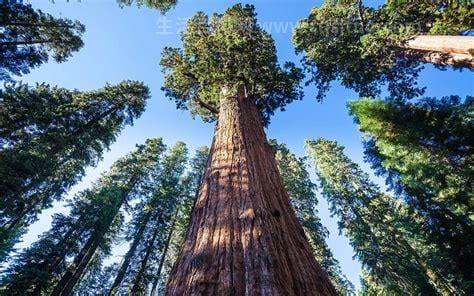 世界上最高的树，全球最高的树木排名