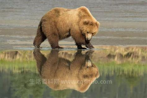 短面熊是怎么灭绝的，短面熊灭绝原因