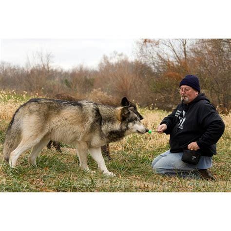 北美灰狼长什么样，最大体重达到94公斤(自然界的顶级掠食者)