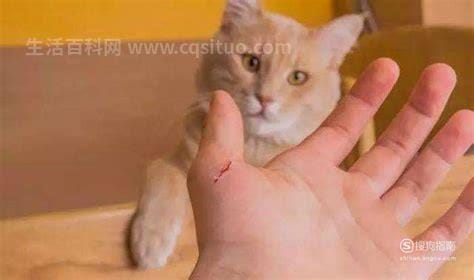 10种图片猫抓破皮不需要打针，疫苗齐全身体健康就不用打针