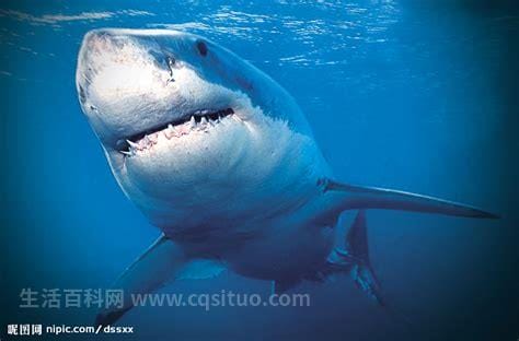 鲨鱼的天敌是什么，鲨鱼最怕什么(人类才是鲨鱼的最大威胁)