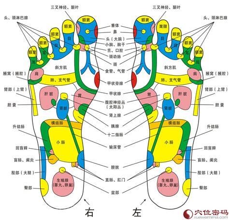 脚的各个部位详细图，脚弓/脚背/内脚背/外脚背/脚底(脚底穴位最多)