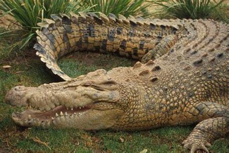世界上最大的鳄鱼，全球最大的鳄鱼排行榜(尼罗鳄以食人闻名)