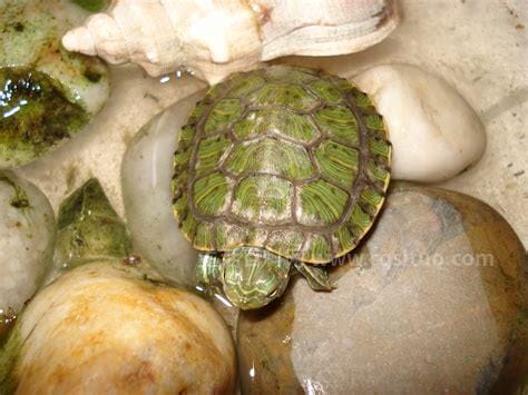 绿壳小乌龟怎么养，养殖绿毛龟的四个