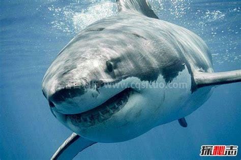 世界上最乖的鲨鱼，鲸鲨(体长可达20