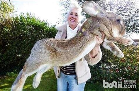 世界上最大的兔子有多大，体长1.22米/体重45斤(来自英国的Darius)