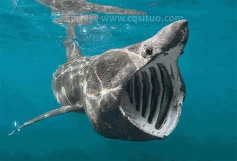姥鲨是什么动物，属于大洋性大型鲨鱼