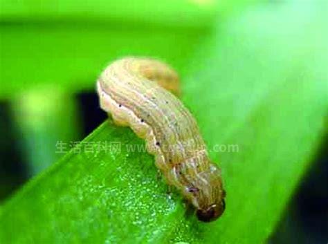 粘虫有哪些危害，主要影响农作物的生长(附粘虫防治措施)