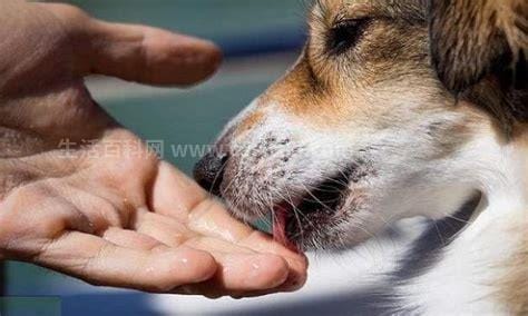 狗狗舔主人手脚意味着什么，讨好亲近主人或想要食物和互动