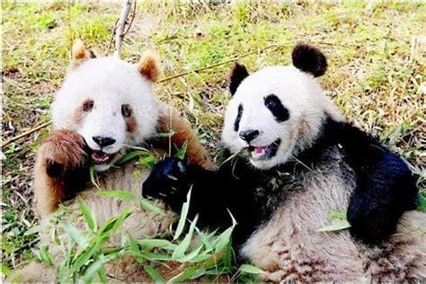 中国唯一一只金色熊猫，名叫七仔(一