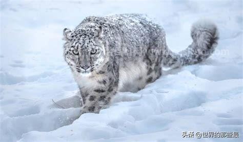 雪豹打得过老虎吗，雪豹打不过老虎(老虎是百兽之王)