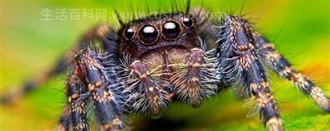 蜘蛛最怕什么气味，蜘蛛最讨厌的6种气味
