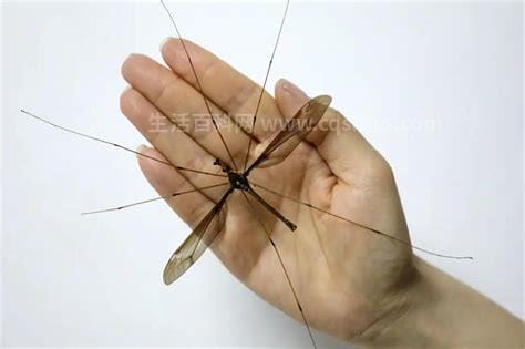 世界上最大的蚊子，金腹巨蚊有手指那