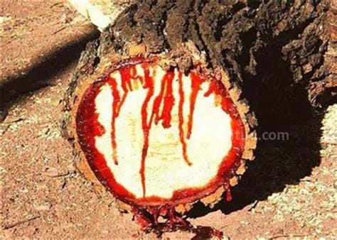 吸血树真的存在吗，目前存在暂无定论(传闻生活在阿富汗森林中)