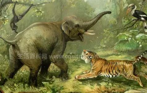 能杀老虎的四种动物，犀牛/大象/水牛