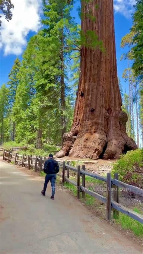 世界上最大的树，谢尔曼将军树树围达31米(20个成年人才能围住)