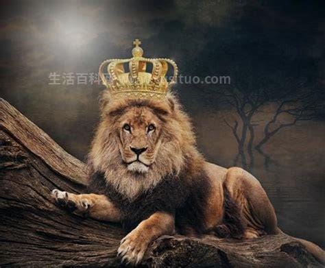 真正的万兽之王是谁，是狮子而非老虎