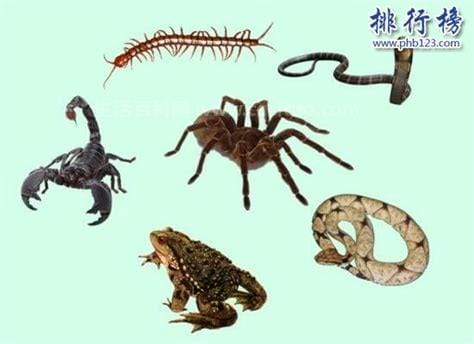 什么是五毒虫毒蜘蛛，蜈蚣/蝎子/毒蛇/壁虎/蟾蜍(不毒含蜘蛛)
