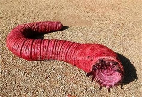 蒙古死亡蠕虫真的存在吗，沙漠中的一