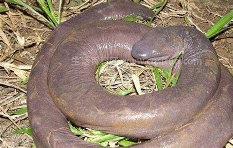 世界上最怪异的蛇，世界上长相最奇特的蛇(钝尾两头蛇头尾不分)