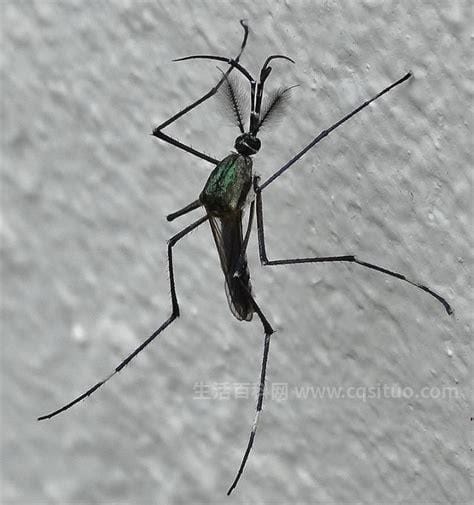 世界上最大巨型蚊子，华丽巨蚊体长35毫米(吉尼斯世界纪录)