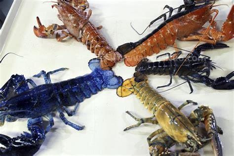 龙虾的血液是什么颜色，蓝色(龙虾血