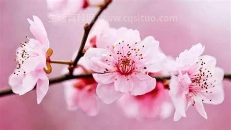 桃花是什么季节开的，每年3月至6月开