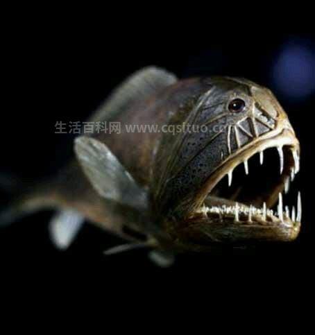 世界十大恐怖鱼，全球最恐怖的鱼类排名(个个丑陋又凶残)