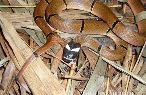 蛇毒有什么作用，蛇毒的功效和作用(临床医学应用广泛)