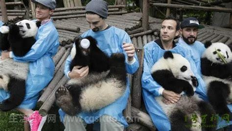 大熊猫吃人残忍图片，图片不存在（大熊猫不会吃人）