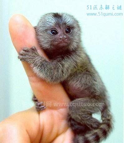 拇指猴可以饲养吗，属于二级野生动物不得饲养(世界上最小的猴子)