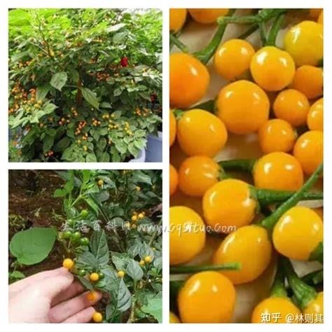 查拉皮塔辣椒为什么这么贵多少钱一斤,生长环境独特（大约12万多元）