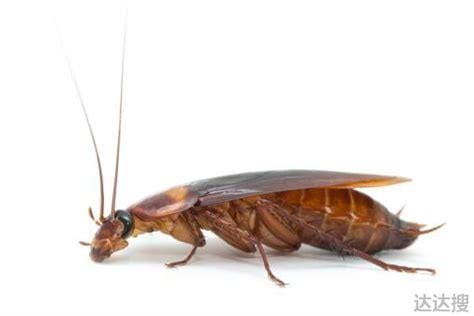 蟑螂最怕三种克星，分别是毒饵／硼酸、大蒜优质