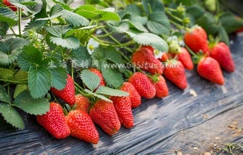 草莓为什么是最脏的水果,农药残留率接近100％