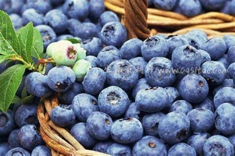 蓝莓价格多少钱一斤为什么这么贵,
