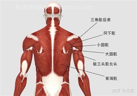 背阔肌属于什么肌肉，是人体躯干背部