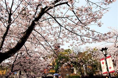 鸡鸣寺的樱花开了是什么意思，指不会回来的人回来了优质