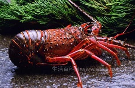 澳洲龙虾多少钱一斤，至少60-80元左