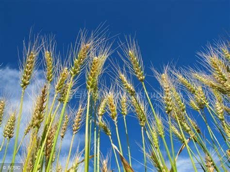 2023小麦价格多少钱一斤，,1.17元/斤