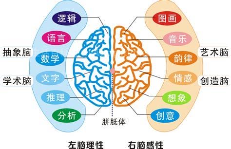 左脑和右脑的分别作用，左：思考逻辑/分析理性优质