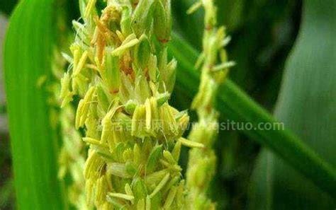 玉米是两性花吗，以异花粉化为特征的