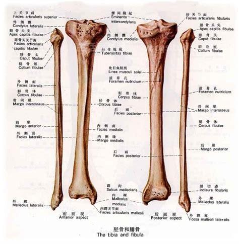 羊胫骨在羊的哪个部位，是羊身上前腿部分的骨骼优质
