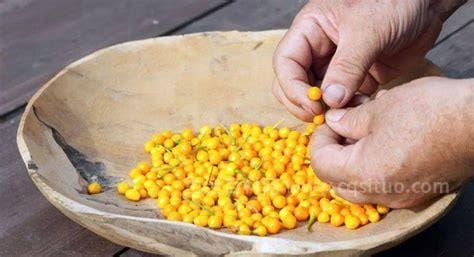 查拉塔皮辣椒为什么这么贵多少钱一斤，由于其生长环境独特优质