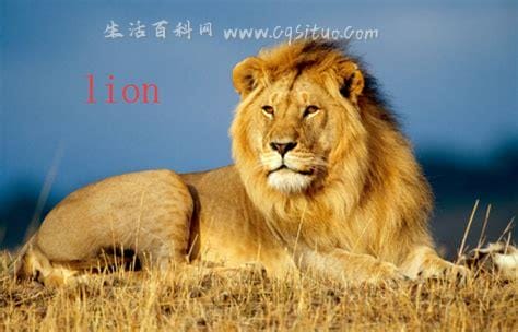 lion怎么读