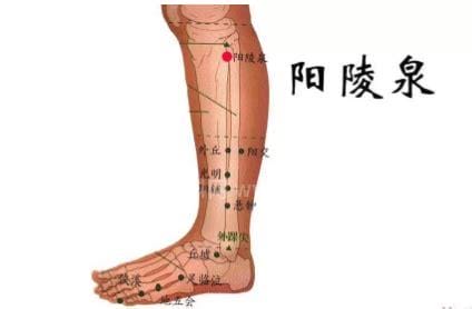 阴陵泉的准确位置图，握一下膝盖就能找到每天按健脾益肾