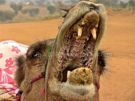骆驼吃仙人掌不怕刺吗，特殊的口腔结