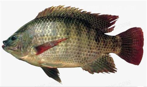 罗非鱼图片大全，罗非鱼的营养价值(高蛋白低碳水有4大功效)